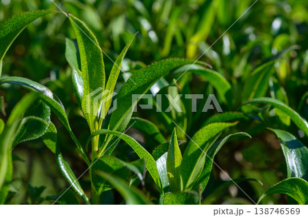 Lush green tea leaves glistening in the sunlight at a serene tea plantation Lush green tea leaves glistening in the sunlight at a serene tea plantation 138746569