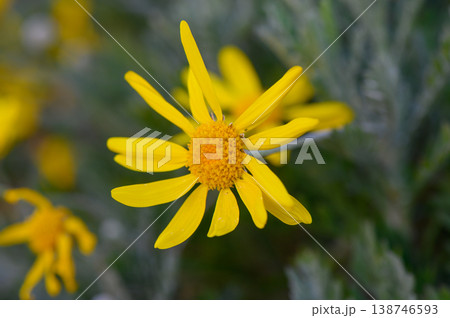 Bright yellow flowers bloom in a serene garden during the warm afternoon sun, showcasing nature's vibrant beauty Bright yellow flowers bloom in a serene garden during the warm afternoon sun, showcasing nature's vibrant beauty 138746593
