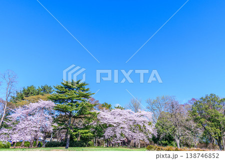 桜 仙台木ノ下公園 薬師堂 138746852