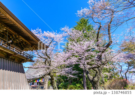 桜 仙台木ノ下公園 薬師堂 桜 仙台木ノ下公園 薬師堂 138746855