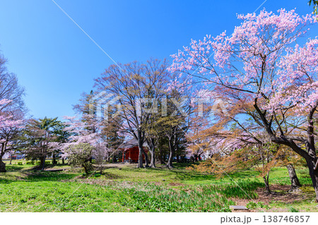 桜 仙台木ノ下公園 薬師堂 138746857