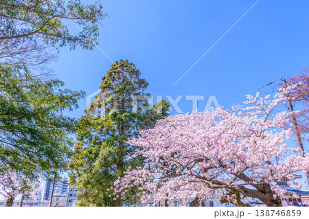 桜 仙台木ノ下公園 薬師堂 桜 仙台木ノ下公園 薬師堂 138746859