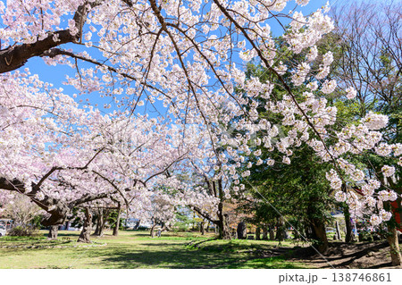 桜 仙台木ノ下公園 薬師堂 138746861