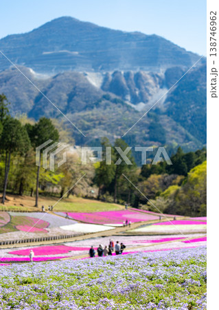 羊山公園の芝桜 羊山公園の芝桜 138746962