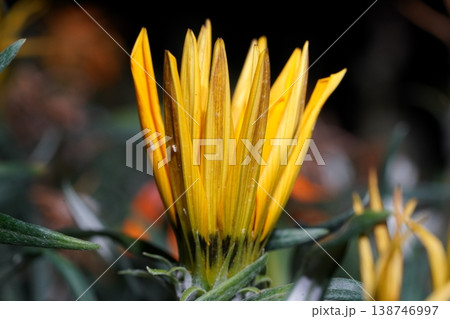 Close up of a Gazania Flower in Bloom 138746997