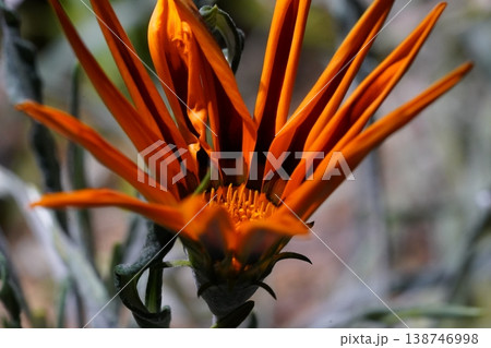 Orange Treasure Flower Gazania Rigens in Bloom 138746998