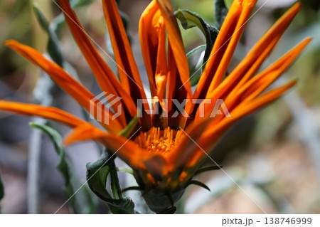 Vibrant Gazania Flower Close Up Macro Shot 138746999