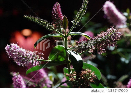 Hebe Flowers in Bloom Closeup Nature Photography 138747000