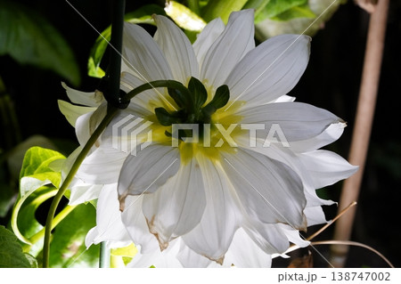 Close Up of a Delicate White Dahlia Flower Blossom Close Up of a Delicate White Dahlia Flower Blossom 138747002
