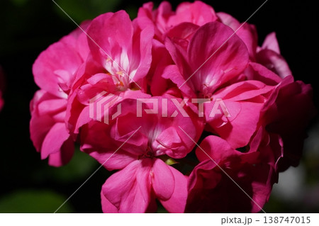 Close up of Pink Geranium Flowers in Bloom Close up of Pink Geranium Flowers in Bloom 138747015