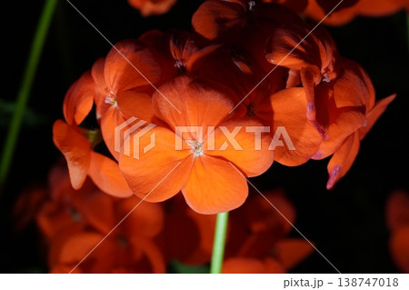 Close Up of Vibrant Orange Pelargonium Flowers Close Up of Vibrant Orange Pelargonium Flowers 138747018