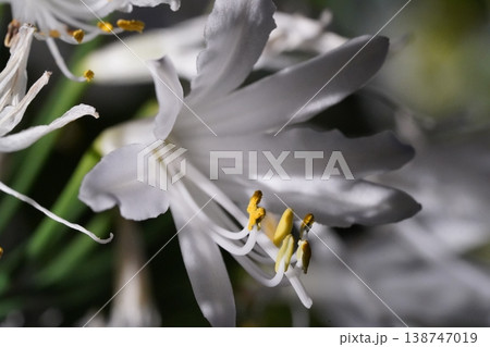 Close-up of a White Crinum Lily Flower Bloom Close-up of a White Crinum Lily Flower Bloom 138747019