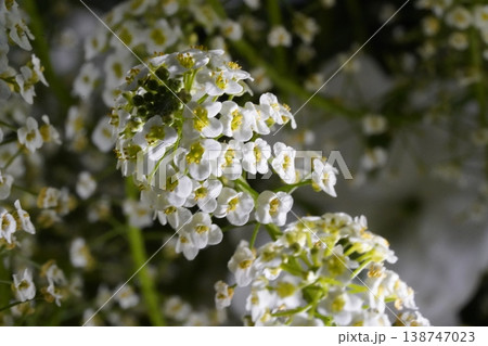 Sweet Alyssum Lobularia maritima White Flowers Macro Shot 138747023