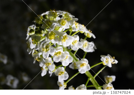 Sweet Alyssum Lobularia maritima Flower Close Up Sweet Alyssum Lobularia maritima Flower Close Up 138747024