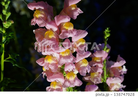 Beautiful Pink and Yellow Snapdragons Floral Close Up 138747028