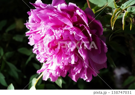 Close Up of a Beautiful Pink Peony Bloom 138747031