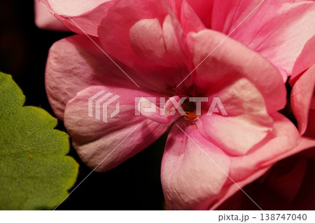 Close Up of Pink Pelargonium Flower Bloom Close Up of Pink Pelargonium Flower Bloom 138747040