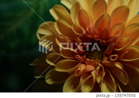 Close Up of Beautiful Dahlia Flower Photography 138747058