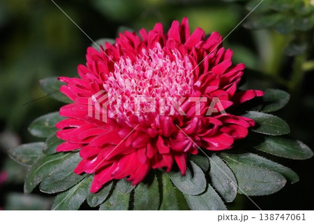 Beautiful Red China Aster Flower in Full Bloom Beautiful Red China Aster Flower in Full Bloom 138747061