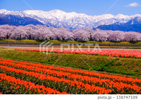 北アルプスとチューリップ畑と桜並木 北アルプスとチューリップ畑と桜並木 138747109