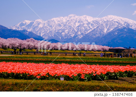 北アルプスを背景に咲く赤いチューリップ畑と満開の桜 138747408