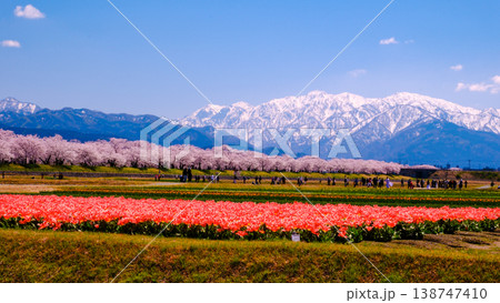残雪白く輝く山並みと桜とチューリップ 138747410