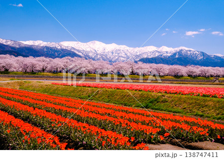 青空と赤いチューリップ畑と桜並木と雪山 青空と赤いチューリップ畑と桜並木と雪山 138747411