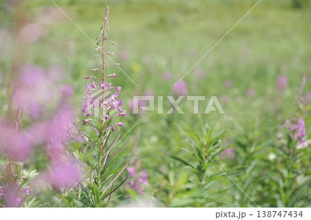 高原の夏を彩るヤナギランの花　爽やかな緑の背景とコピースペース 138747434
