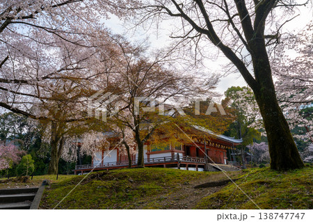 京都 醍醐寺と桜の風景 京都 醍醐寺と桜の風景 138747747
