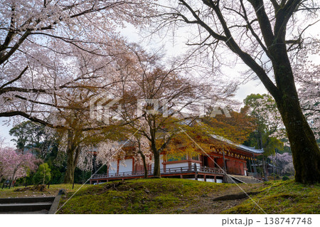 京都　醍醐寺と桜の風景 138747748