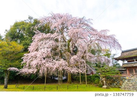 京都　醍醐寺と桜の風景 138747759