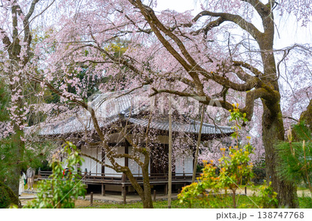 京都 醍醐寺と桜の風景 京都 醍醐寺と桜の風景 138747768