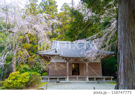 京都　醍醐寺と桜の風景 138747775