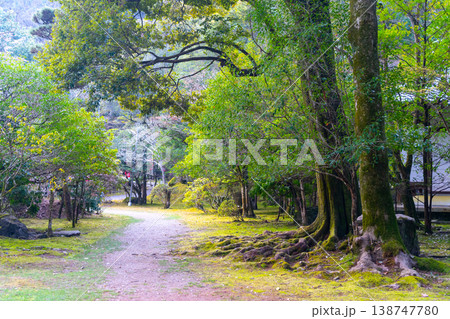 京都 醍醐寺と桜の風景 京都 醍醐寺と桜の風景 138747780
