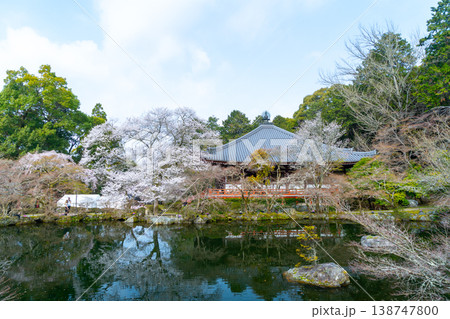 京都 醍醐寺と桜の風景 京都 醍醐寺と桜の風景 138747800