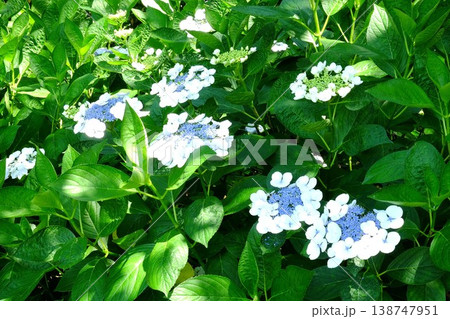 {神奈川県｝ガクアジサイ咲く 138747951