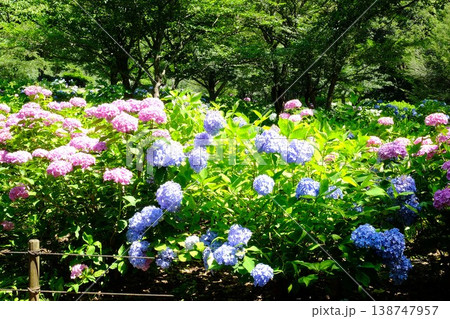 {神奈川県}森に咲くアジサイ {神奈川県}森に咲くアジサイ 138747957