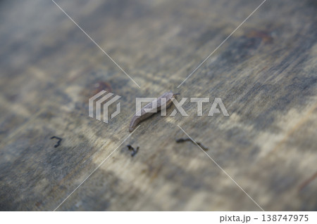 木肌を這うナメクジ 138747975