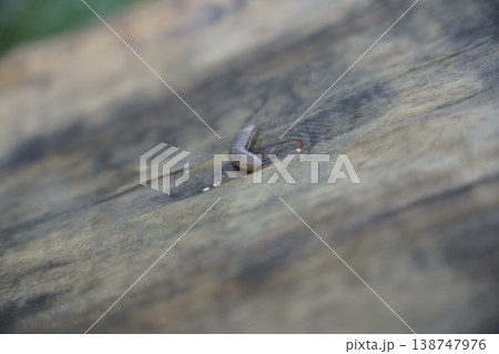 木の上を這うナメクジ 138747976