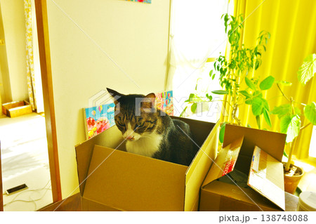気ままな猫に癒される日々 気ままな猫に癒される日々 138748088