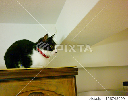 気ままな猫に癒される日々 138748099