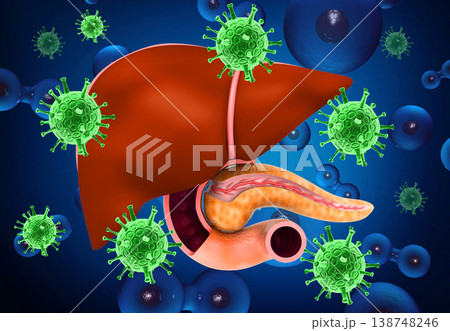 Human liver with  hepatitis viruses 138748246