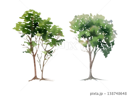 Cedar or coastal pine conifer, tall slender leafy deciduous tree with irregular organic silhouette. Botanical plant study, hand drawn watercolor landscape element. Tourism brochures, eco campaigns Cedar or coastal pine conifer, tall slender leafy deciduous tree with irregular organic silhouette. Botanical plant study, hand drawn watercolor landscape element. Tourism brochures, eco campaigns 138748648
