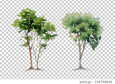 Cedar or coastal pine conifer, tall slender leafy deciduous tree with irregular organic silhouette. Botanical plant study, hand drawn watercolor landscape element. Tourism brochures, eco campaigns Cedar or coastal pine conifer, tall slender leafy deciduous tree with irregular organic silhouette. Botanical plant study, hand drawn watercolor landscape element. Tourism brochures, eco campaigns 138748648