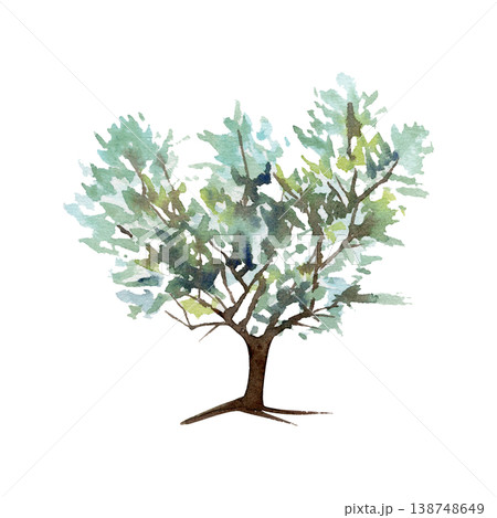 Olive, argan or sea buckthorn tree with umbrella shaped crown, spiky leaves. Botanical hand drawn watercolor illustration. Vineyard branding, pastoral scenes, kitchenware design, heritage storytelling Olive, argan or sea buckthorn tree with umbrella shaped crown, spiky leaves. Botanical hand drawn watercolor illustration. Vineyard branding, pastoral scenes, kitchenware design, heritage storytelling 138748649