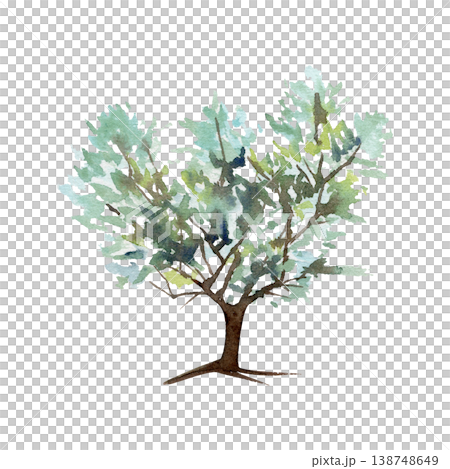 Olive, argan or sea buckthorn tree with umbrella shaped crown, spiky leaves. Botanical hand drawn watercolor illustration. Vineyard branding, pastoral scenes, kitchenware design, heritage storytelling Olive, argan or sea buckthorn tree with umbrella shaped crown, spiky leaves. Botanical hand drawn watercolor illustration. Vineyard branding, pastoral scenes, kitchenware design, heritage storytelling 138748649