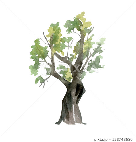 Vertical tree with slightly twisted trunk and modest branching, sparse or clustered foliage. Isolated botanical subject hand drawn in watercolor for rustic posters, nature diagrams and rural artwork. Vertical tree with slightly twisted trunk and modest branching, sparse or clustered foliage. Isolated botanical subject hand drawn in watercolor for rustic posters, nature diagrams and rural artwork. 138748650