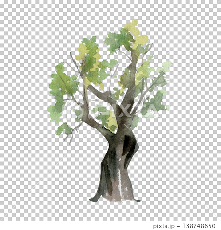 Vertical tree with slightly twisted trunk and modest branching, sparse or clustered foliage. Isolated botanical subject hand drawn in watercolor for rustic posters, nature diagrams and rural artwork. Vertical tree with slightly twisted trunk and modest branching, sparse or clustered foliage. Isolated botanical subject hand drawn in watercolor for rustic posters, nature diagrams and rural artwork. 138748650