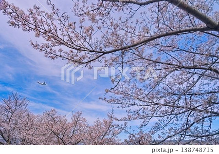 桜とともに新たな出発 桜とともに新たな出発 138748715