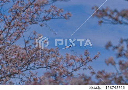 桜とともに新たな出発 桜とともに新たな出発 138748726